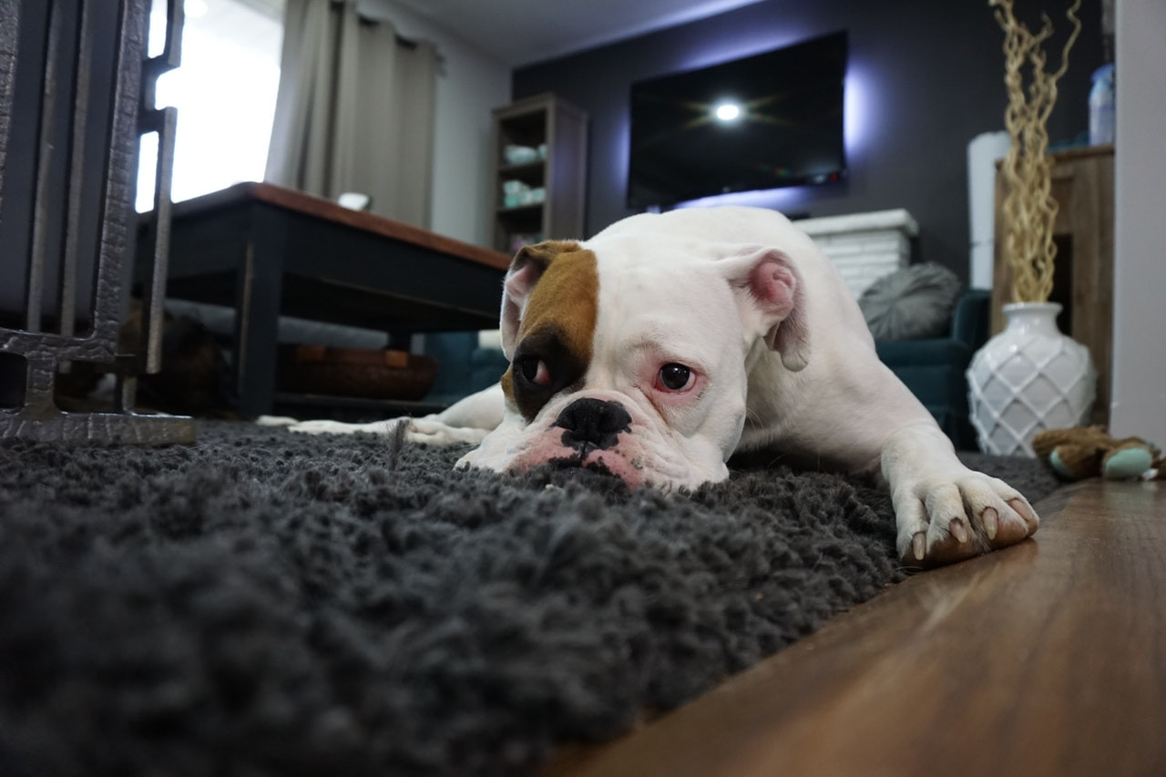 adorable dog rug