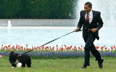 b2ap3_thumbnail_obama-dog.jpg