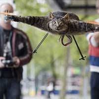 b2ap3_thumbnail_flying-cat.jpg